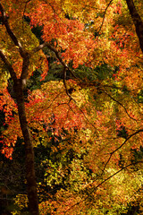 Autumn colors at the Japanese garden of Hoko-ji temple in Sanda city, Hyogo, Japan