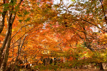 Autumn colors at the Japanese garden of Hoko-ji temple in Sanda city, Hyogo, Japan