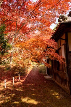 Autumn colors at the Japanese garden of Hoko-ji temple in Sanda city, Hyogo, Japan