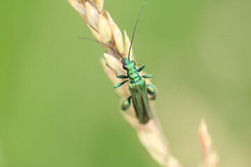 Macro shot of a Oedemera nobilis a species of beetle sitting on a plant