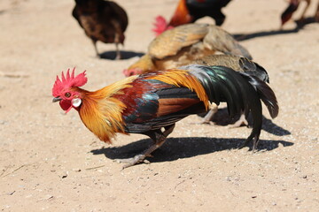 The Shot chickens thai are eating rice pellets in the garden around the house. © Monta
