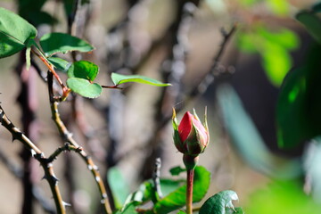 빨간 장미꽃의 꽃봉오리가 보이는 풍경