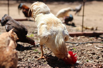 The Shot chickens thai are eating rice pellets in the garden around the house.