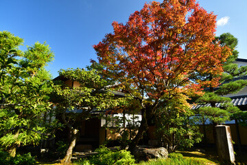 Naklejka premium 京都嵐山天龍寺祥雲閣（茶室）の紅葉