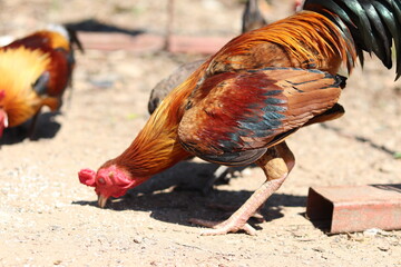 The Shot chickens thai are eating rice pellets in the garden around the house.