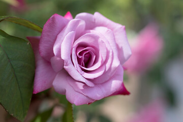 Portrait  blooming pink and purple roses. 