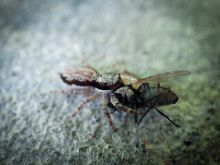 Spider biting Fly macro shot on hard surface 