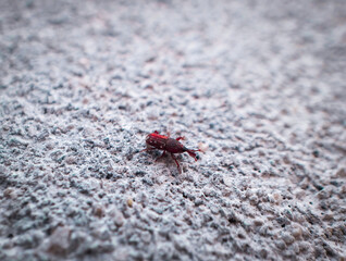 Red rice bug