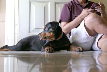 Cute dog lying quietly next to adult man inside house