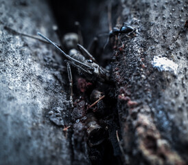 Black ant macro