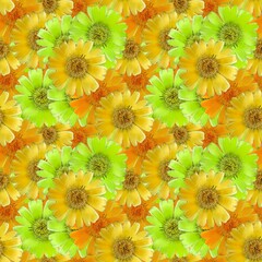 Calendula. Illustration, texture of flowers. Seamless pattern for continuous replication. Floral background, photo collage for textile, cotton fabric. For use in wallpaper, covers.