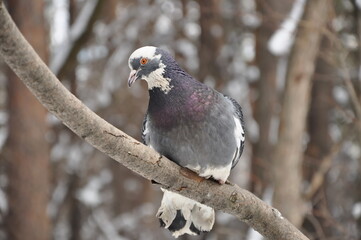 Pigeon sitting on a branch in winter
