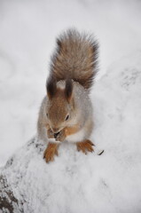 Squirrel nibbles a nut in the snow