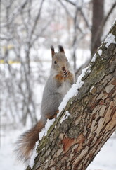 Naklejka na ściany i meble Squirrel in early winter on a tree