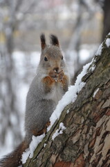 Naklejka na ściany i meble Squirrel after autumn molting on a tree