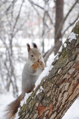 Naklejka na ściany i meble Grey fluffy squirrel with red paws winter time on a tree