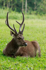 Naklejka na ściany i meble beautiful sambar deer horn in khaoyai national park thailand