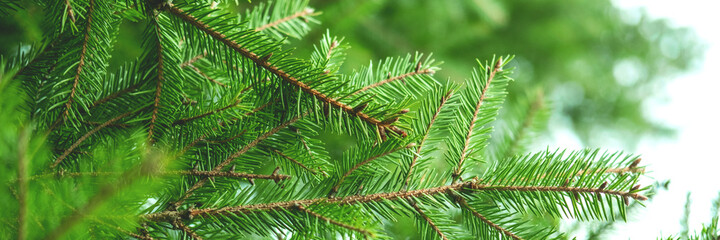 Beautiful evergreen fir tree branches close up as a christmas background with a shallow focus.