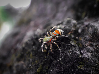 macro colorful spider on the ground