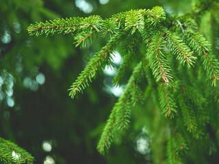 Beautiful evergreen fir tree branches close up as a christmas background with a shallow focus.