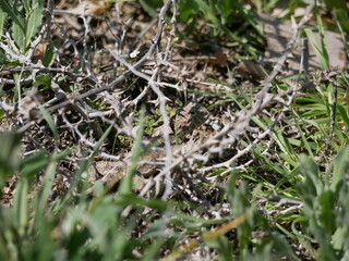 A large gray-brown lizard hides among thorns and green grass on a sunny spring day. Hunting lizards in natural conditions