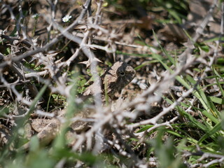 A large gray-brown lizard hides among thorns and green grass on a sunny spring day. Hunting lizards in natural conditions