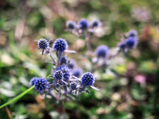 perennial purple flower eryngium in the wild among rural grasses in a meadow near a forest close up
