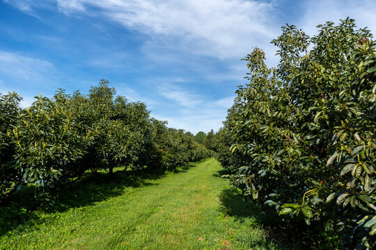 Avocado Farm In Uruapan