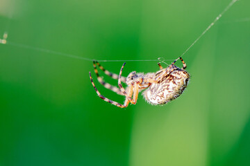 Large spider araneus diadematus close-up crawling on a web against a background of grass in summer