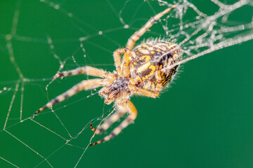 Large spider araneus diadematus close-up crawling on a web against a background of grass in summer