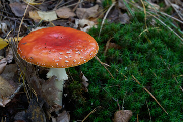 
Mushrooms in the autumn forest