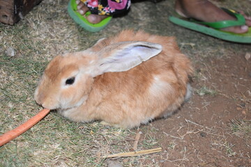 rabbit in a cage made of wire
