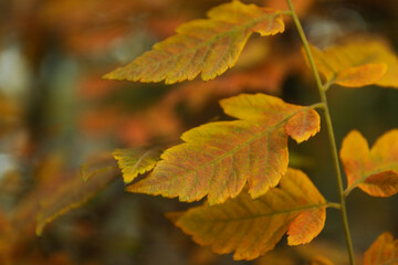 Branch of yellow autumn leaves on selective focus background