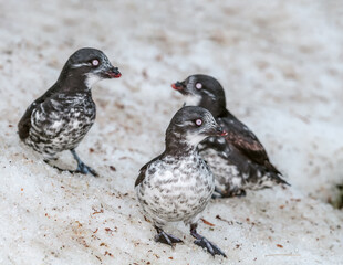 Least Auklets (Aethia pusilla) at colony in St. George Island, Pribilof Islands, Alaska, USA
