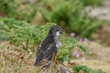 Least Auklet (Aethia pusilla) at colony in St. George Island, Pribilof Islands, Alaska, USA