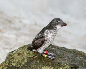 Least Auklet (Aethia pusilla) at colony in St. George Island, Pribilof Islands, Alaska, USA