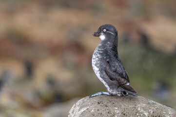 Least Auklet (Aethia pusilla) at colony in St. George Island, Pribilof Islands, Alaska, USA