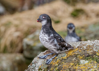 Least Auklets (Aethia pusilla) at colony in St. George Island, Pribilof Islands, Alaska, USA
