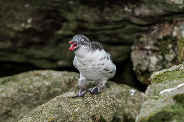 Least Auklets (Aethia pusilla) at colony in St. George Island, Pribilof Islands, Alaska, USA