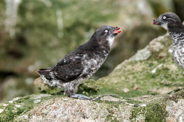 Least Auklet (Aethia pusilla) at colony in St. George Island, Pribilof Islands, Alaska, USA