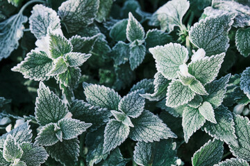 Photo of nettle mint leaves covered with frost. Close up partial focus