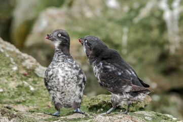 Least Auklets (Aethia pusilla) at colony in St. George Island, Pribilof Islands, Alaska, USA