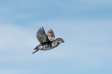 Least Auklet (Aethia pusilla) at colony in St. George Island, Pribilof Islands, Alaska, USA