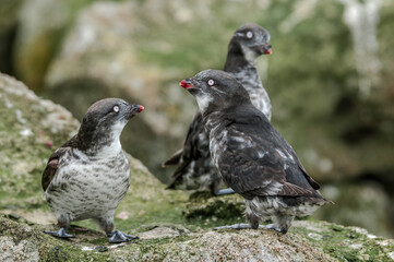 Least Auklets (Aethia pusilla) at colony in St. George Island, Pribilof Islands, Alaska, USA