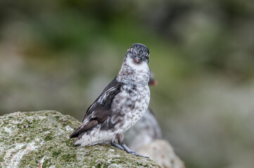 Least Auklet (Aethia pusilla) at colony in St. George Island, Pribilof Islands, Alaska, USA