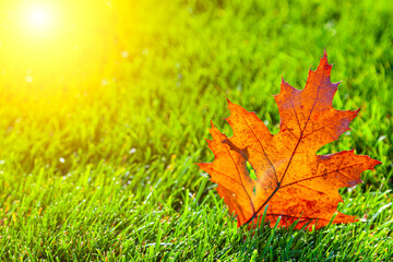 Bright orange autumn leaf on a green lawn.