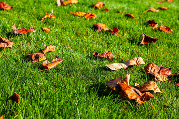 Fallen leaves on the ground.