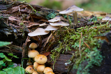 
Mushrooms in the autumn forest