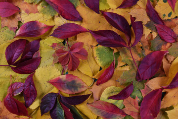 Autumn colorful leaves background scene