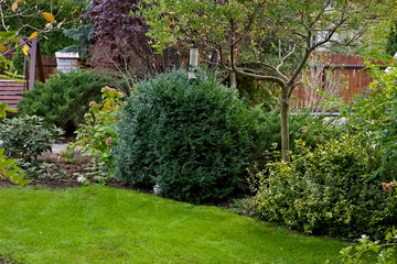 lawn, shrubs and willow in the garden
